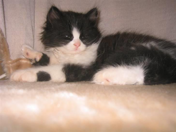 Blanding af racer Domino - lille pigen...  smiler billede 16