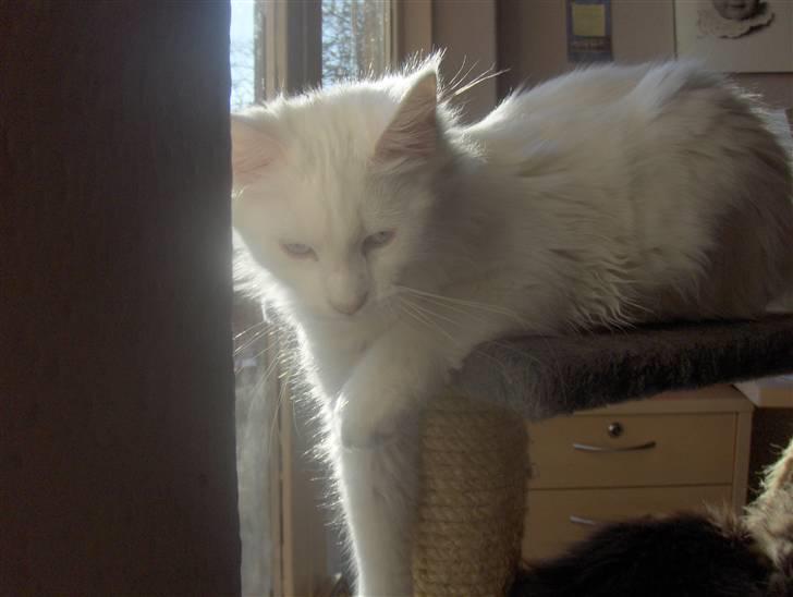 Maine Coon soya billede 3