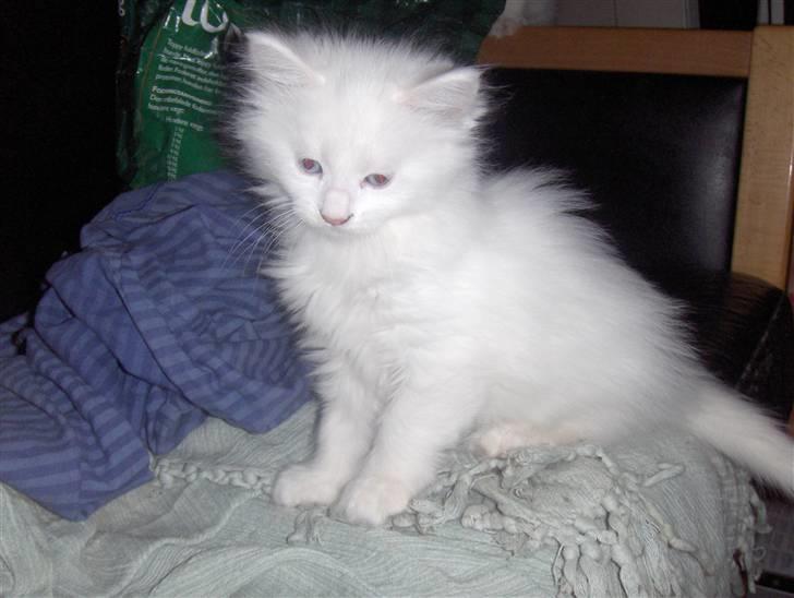 Maine Coon soya billede 4