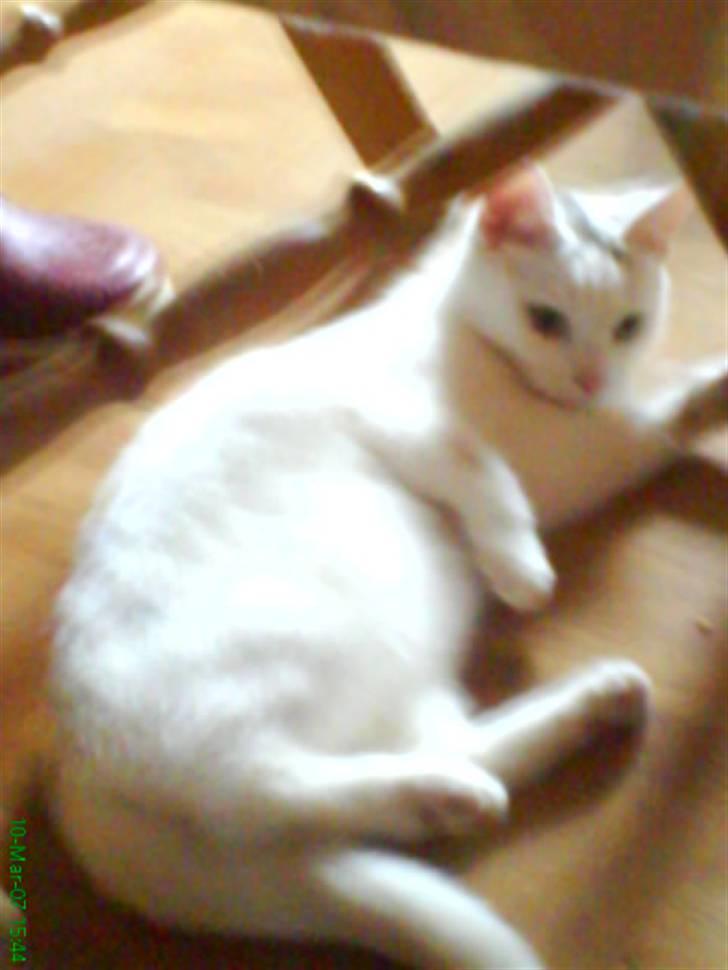 Huskat Sally - nuttet mig billede 1