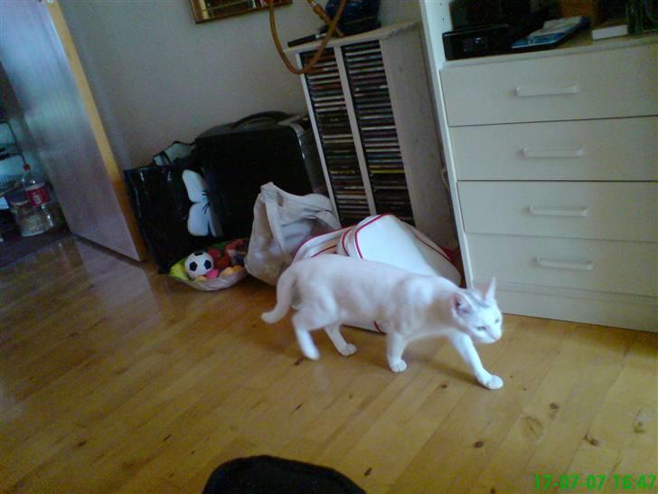 Huskat Sally - Sally lunter lunt afsted billede 2