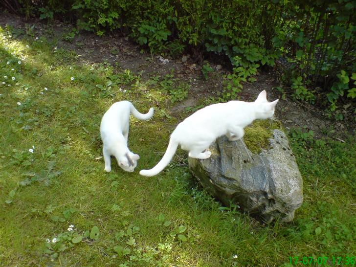 Huskat Sally - Sally og hendes Tvillinge søster Missy billede 3