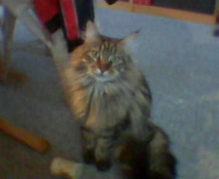 Maine Coon  Maxi    R.I.P. - smukke mig billede 1