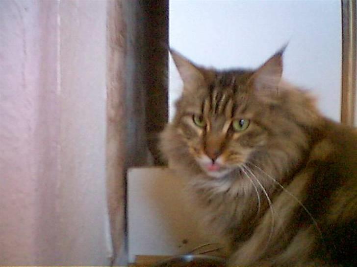 Maine Coon  Maxi    R.I.P. - okey...  nu igen moar.... billede 2