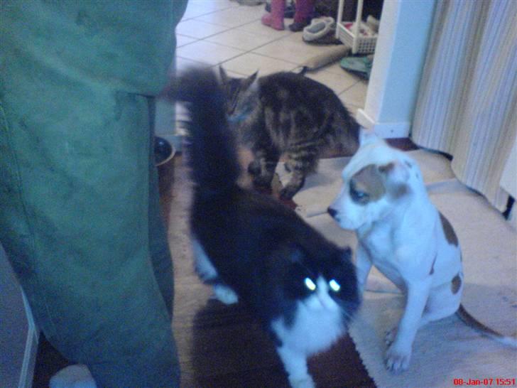 Maine Coon  Maxi    R.I.P. - Chrissie og Domino sidder foran mig, jeg sidder bare i baggrunden...   hhmmmmfffrr billede 4