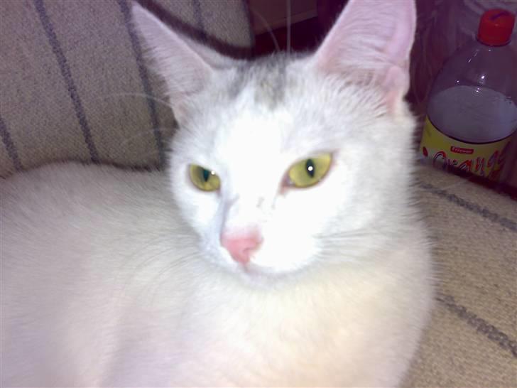 Huskat Sally - Sally billede 4