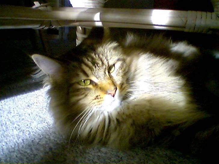 Maine Coon  Maxi    R.I.P. - ikk mer´....   ikk mer´ billede 5