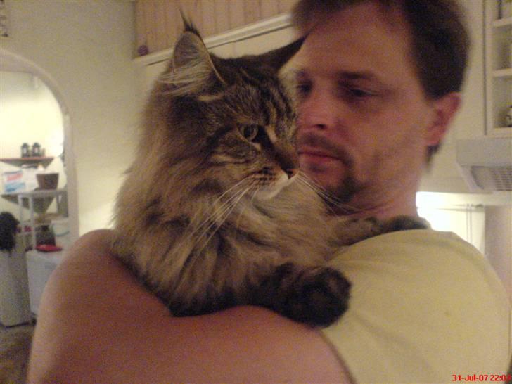 Maine Coon  Maxi    R.I.P. - far og mig.... billede 7