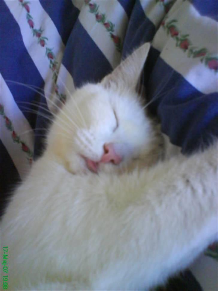 Huskat Sally - sally sover godt og trykt på mor kat´s dyne billede 5