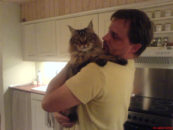 Maine Coon  Maxi    R.I.P. - far elsker mig mig mig mig  billede 8