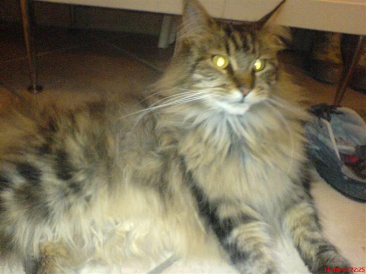 Maine Coon  Maxi    R.I.P. - huh.... billede 9