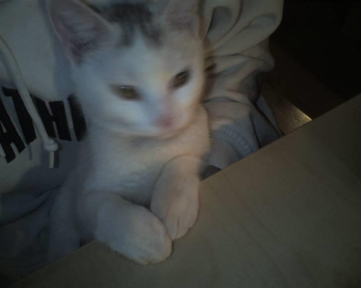 Huskat Sally - chatter med mor på netet meget spændene...med den pil der bevæger sig på skærmen billede 7