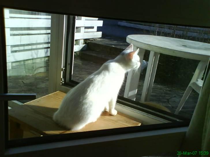 Huskat Sally - skal jeg ud eller skal jeg blive hjemme billede 8