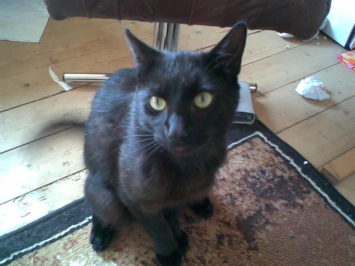 Huskat Greve Plys - Haha, jeg er legesyg :) PAS PÅ! :p billede 2