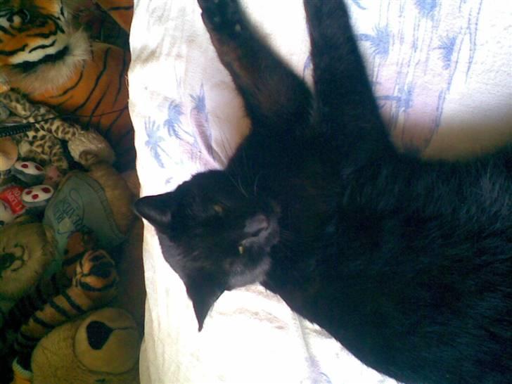 Huskat Greve Plys - Ro og fred.. Tar mig lige en slapper :) billede 3