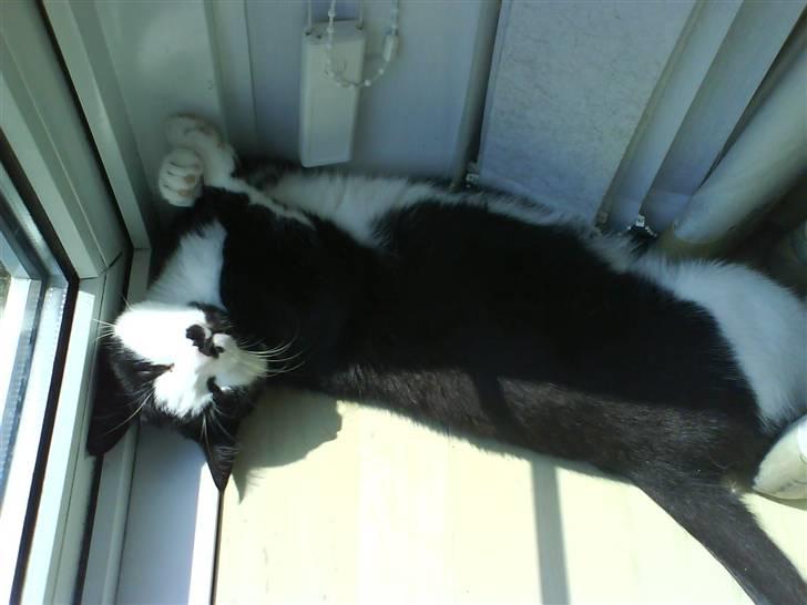 Huskat Gigi - Gået kold! billede 16