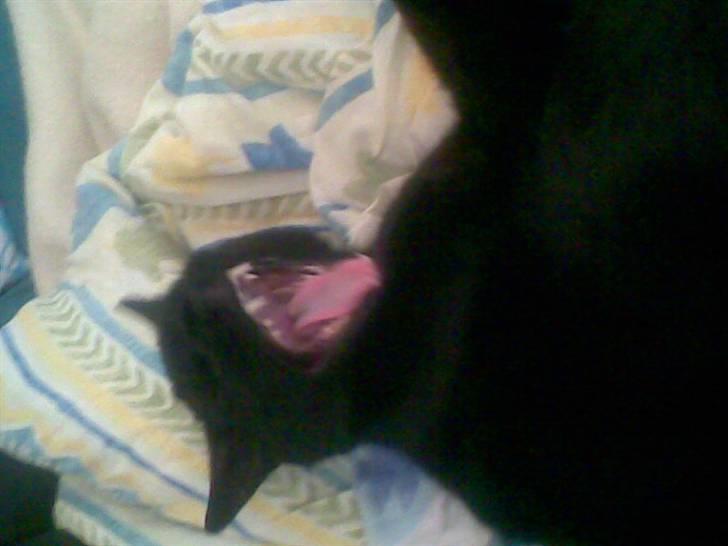 Huskat Greve Plys - Tror nok lige jeg kom for sent i seng, jeg gaber allerede :p Hehe billede 4