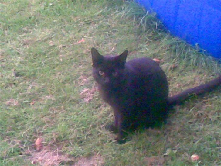 Huskat Greve Plys - Det var dengang, han blev angrebet af 2 solsorter :)  billede 5