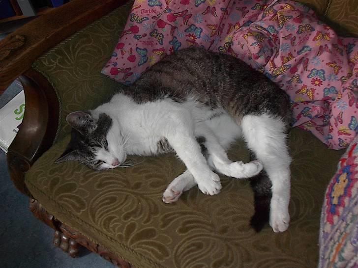 Huskat gøj billede 7