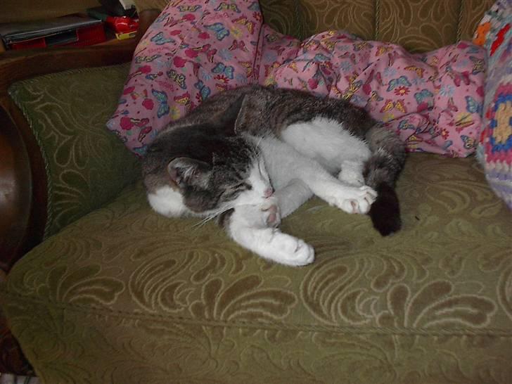 Huskat gøj billede 8