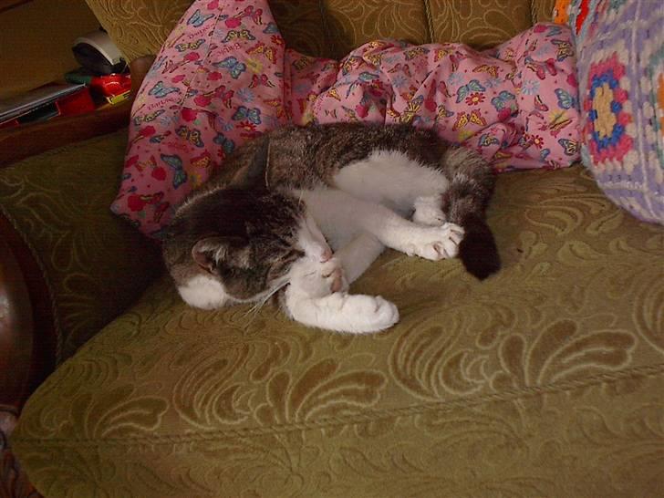 Huskat gøj billede 9