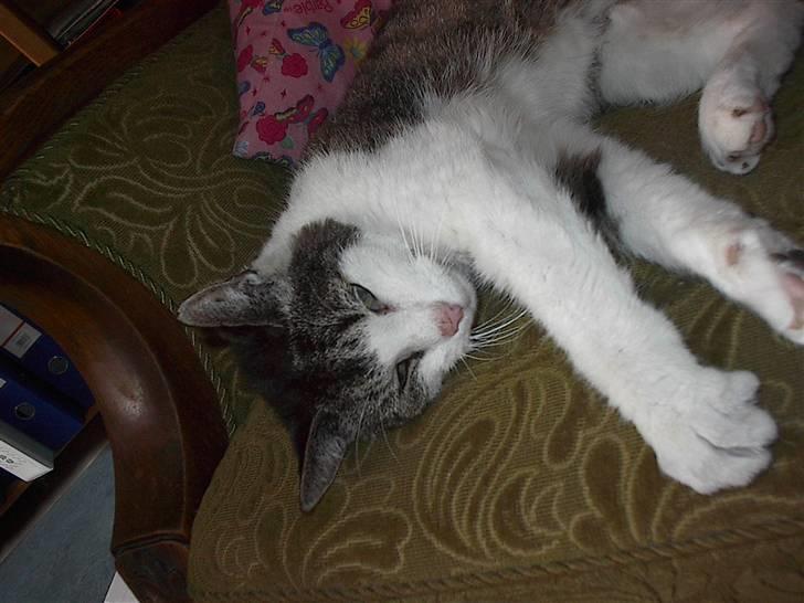 Huskat gøj billede 10