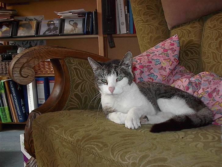 Huskat gøj billede 11