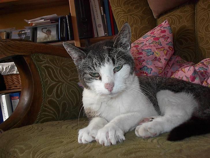 Huskat gøj billede 12