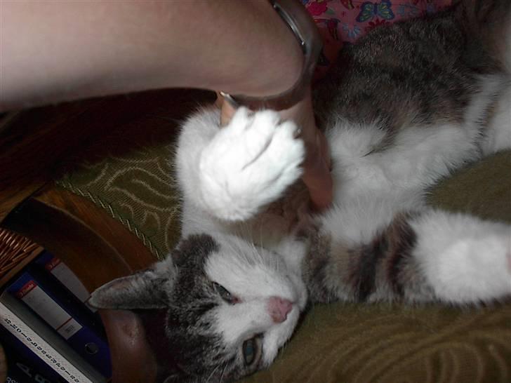 Huskat gøj billede 14