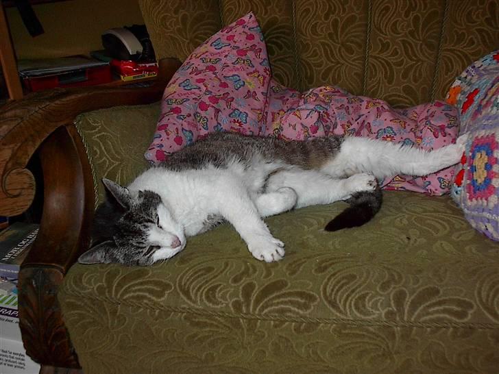 Huskat gøj billede 15