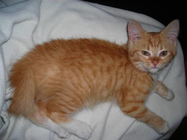 Huskat Muddi <3 miss you 4-ever - efterår 2006 billede 2