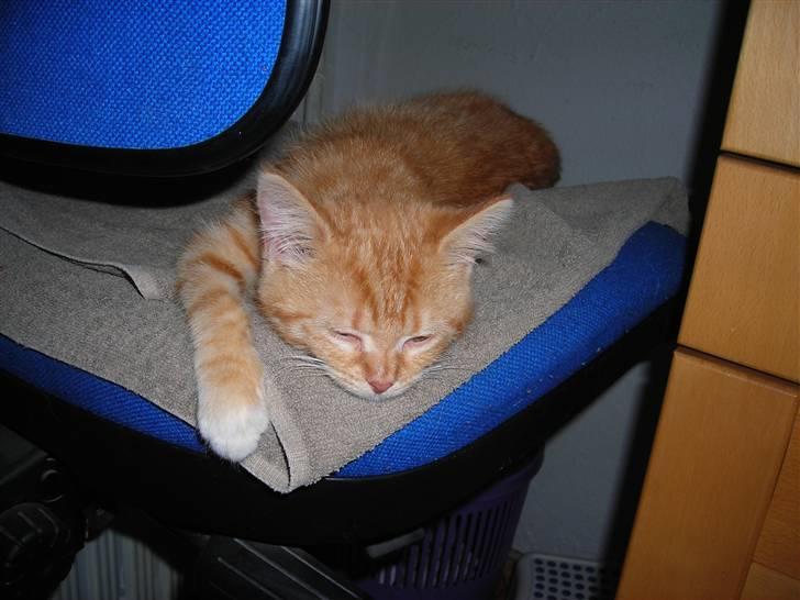 Huskat Muddi <3 miss you 4-ever - dovne mig... billede 4