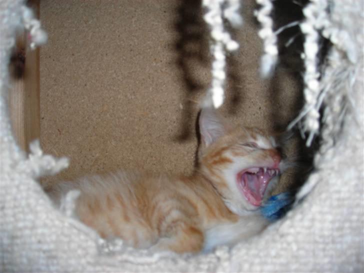 Huskat Muddi <3 miss you 4-ever - Gaabbb... billede 5