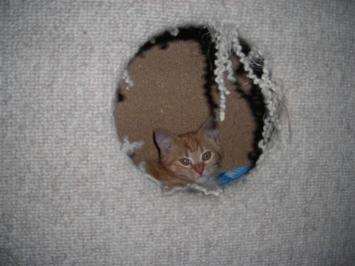 Huskat Muddi <3 miss you 4-ever - er jeg ikke bare sød... billede 6