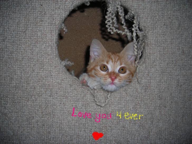 Huskat Muddi <3 miss you 4-ever - love you 4 ever billede 7