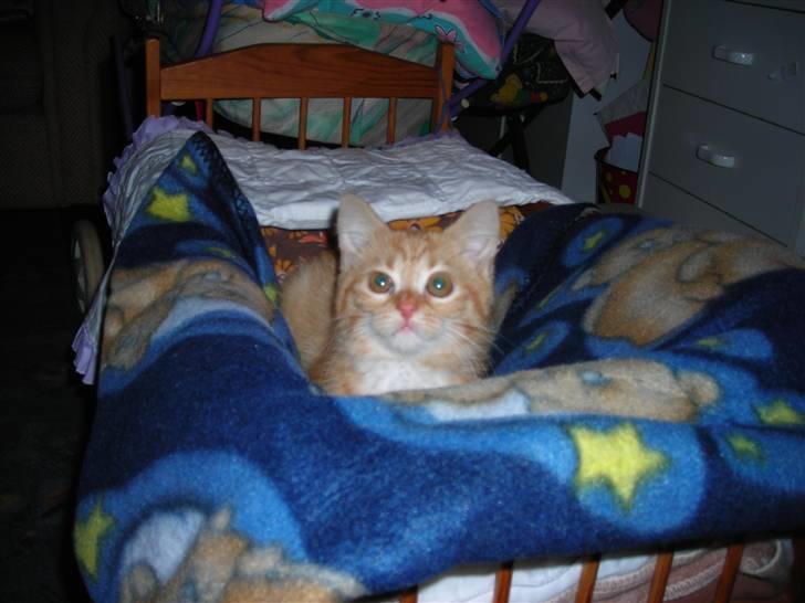 Huskat Muddi <3 miss you 4-ever - se lille mig... billede 8