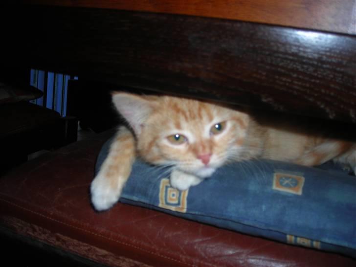 Huskat Muddi <3 miss you 4-ever - jeg elsker bare at dovne... billede 9