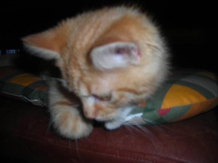 Huskat Muddi <3 miss you 4-ever - gad vide hvad der er der nede... billede 10