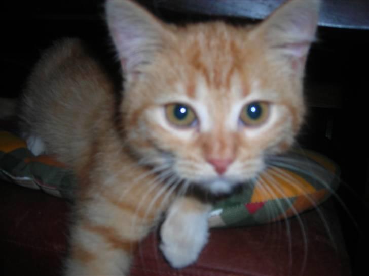 Huskat Muddi <3 miss you 4-ever - nærbillede af MIG.... billede 11