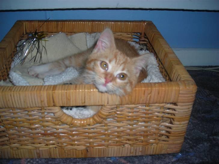 Huskat Muddi <3 miss you 4-ever - sommer 2007 billede 12