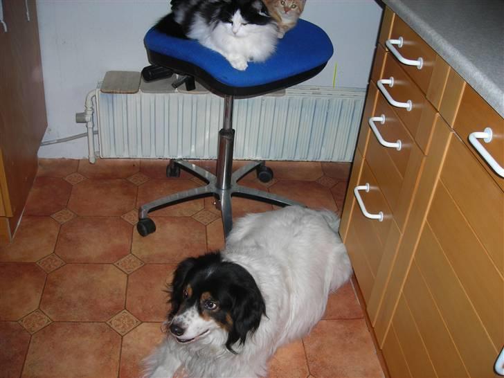 Huskat Muddi <3 miss you 4-ever - Her er vi så mig og Mulle og hunden Bamse... billede 13