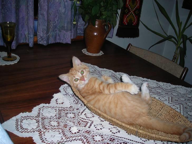 Huskat Muddi <3 miss you 4-ever - Nu ligger jeg i frugt skålen... men der er ingen der ser det... hehe billede 14