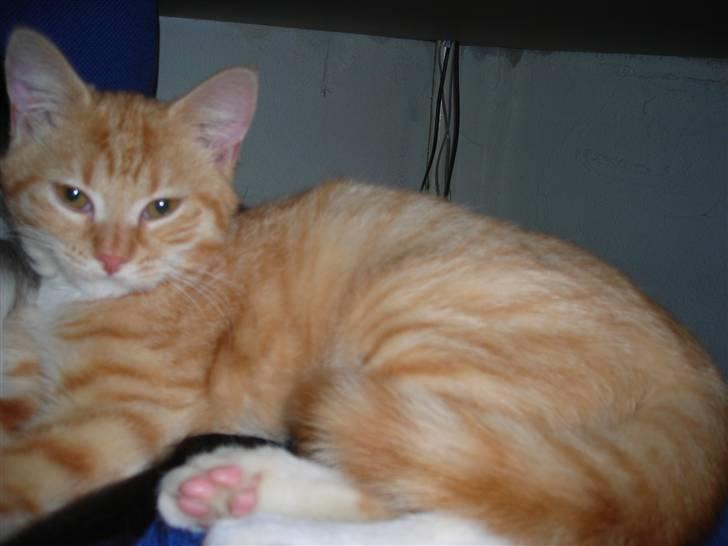 Huskat Muddi <3 miss you 4-ever - sommer 2007 billede 15