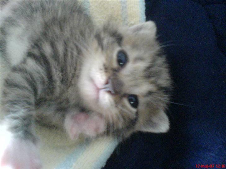 Huskat Piv<3  Savnet<3 billede 10