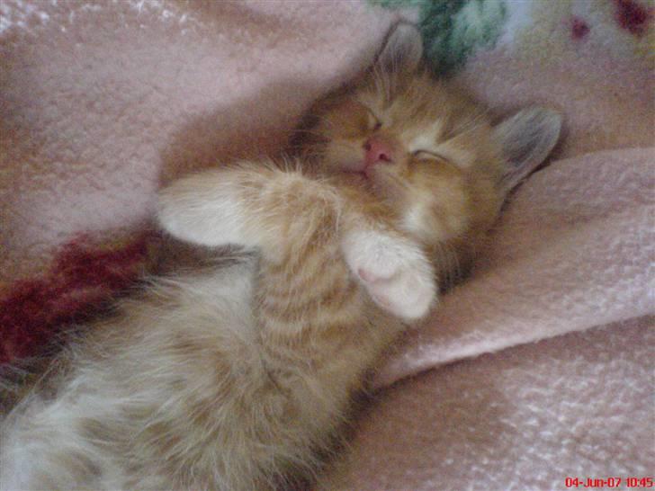 Huskat Garfield  "Savnet" billede 1