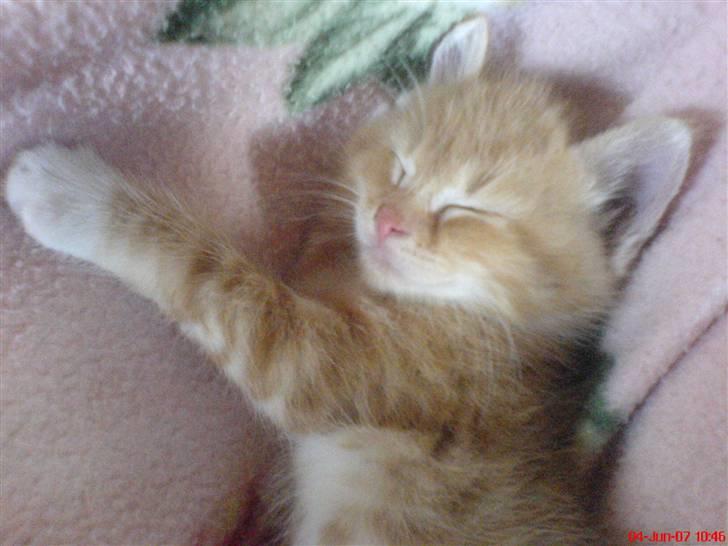 Huskat Garfield  "Savnet" billede 2