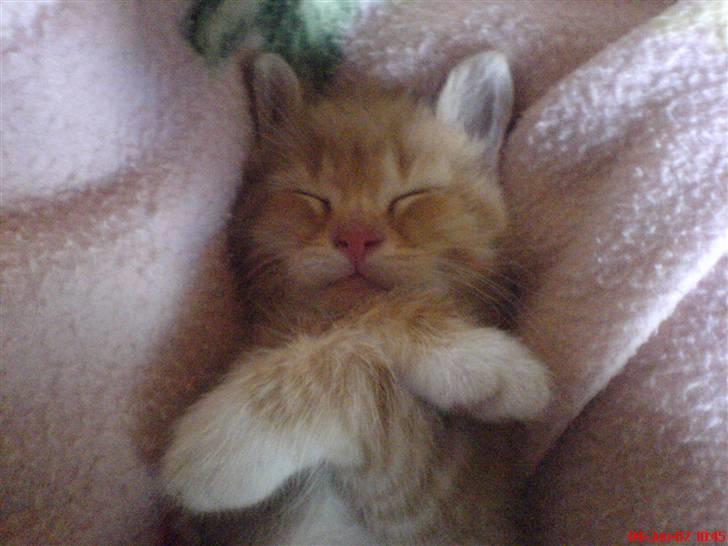 Huskat Garfield  "Savnet" billede 3