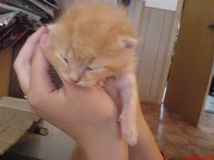 Huskat Garfield  "Savnet" billede 4