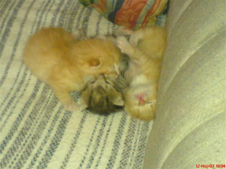 Huskat Garfield  "Savnet" billede 5