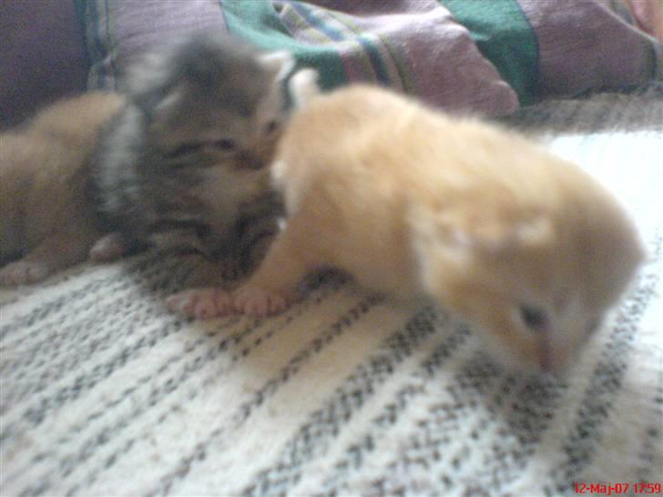 Huskat Garfield  "Savnet" billede 6